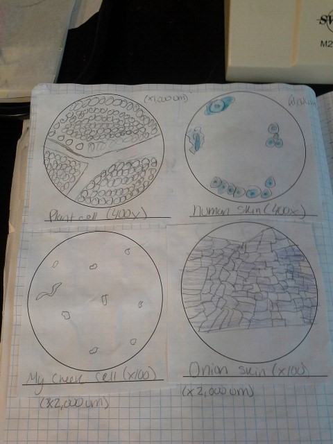Different cells as seen by a student